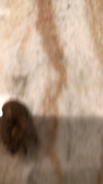 Cicada Finale’ Molting Complete