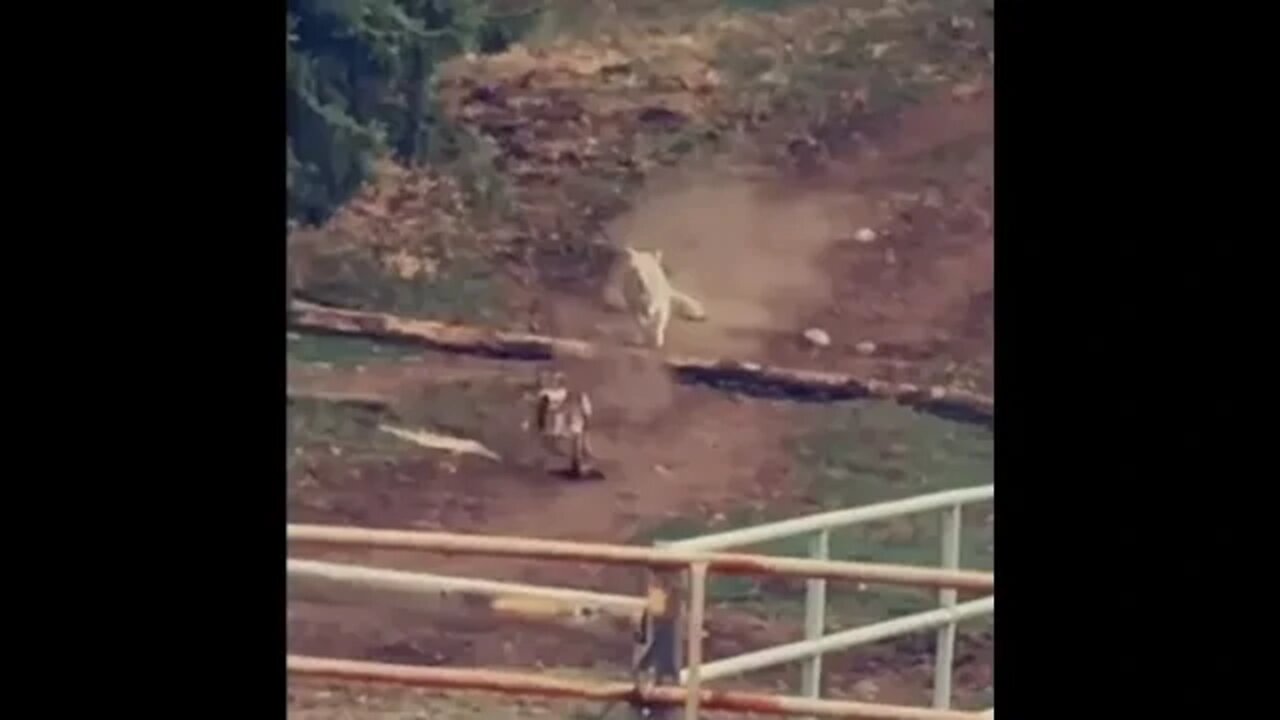 Perro contra lobo "Córrele"- Animales chistosos