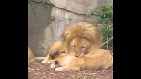 Future Training Program Cub With Father