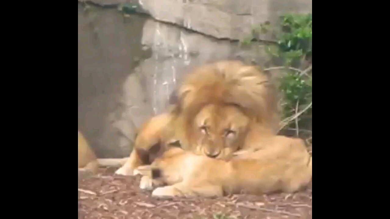 Future Training Program Cub With Father