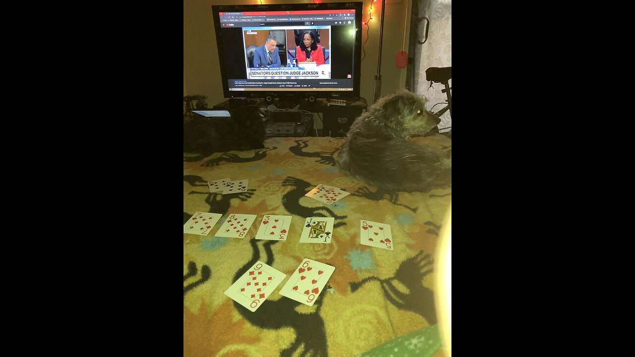 Playing poker with the dog and cat!