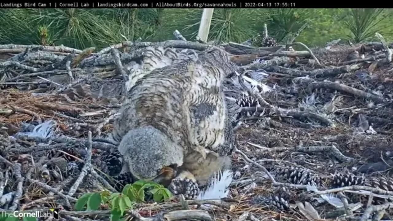 Playing With the Nest Toys 🦉 4/13/22 17:54