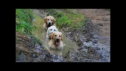 WORLD BEST FUNNIEST🤣 Dog vs men 🤣 funny video> Don't Try Laughing 🤣 clips