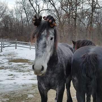 Funny horse wears gloves on his ears