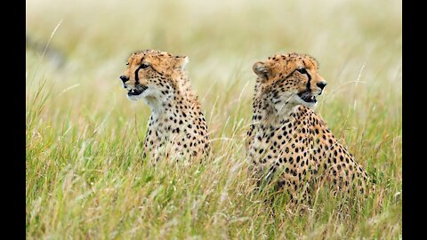 A pair of cheetah in an African jungle