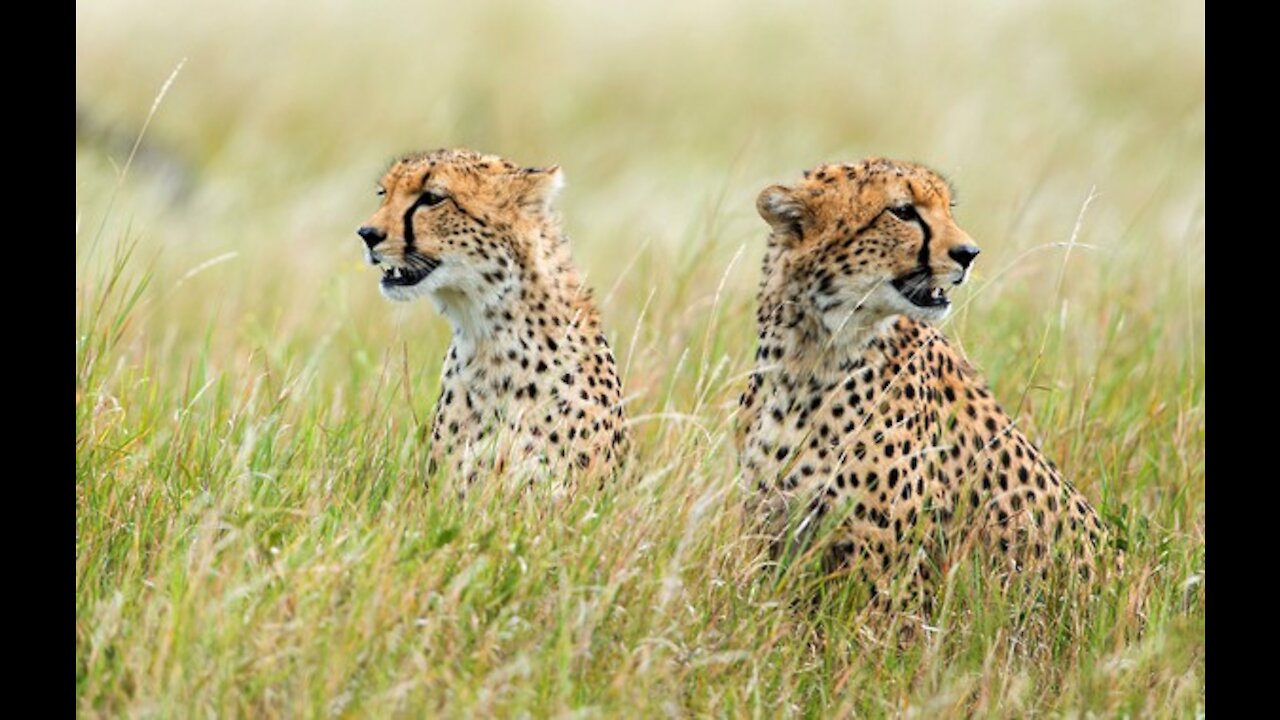 A pair of cheetah in an African jungle