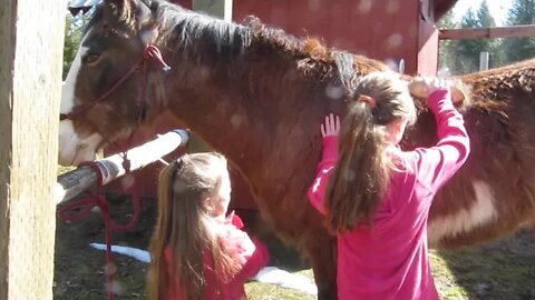 Brushing horses at the ranch