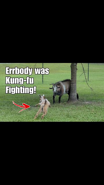 Errbody was KUNG-FU Fighting! Goat karate!