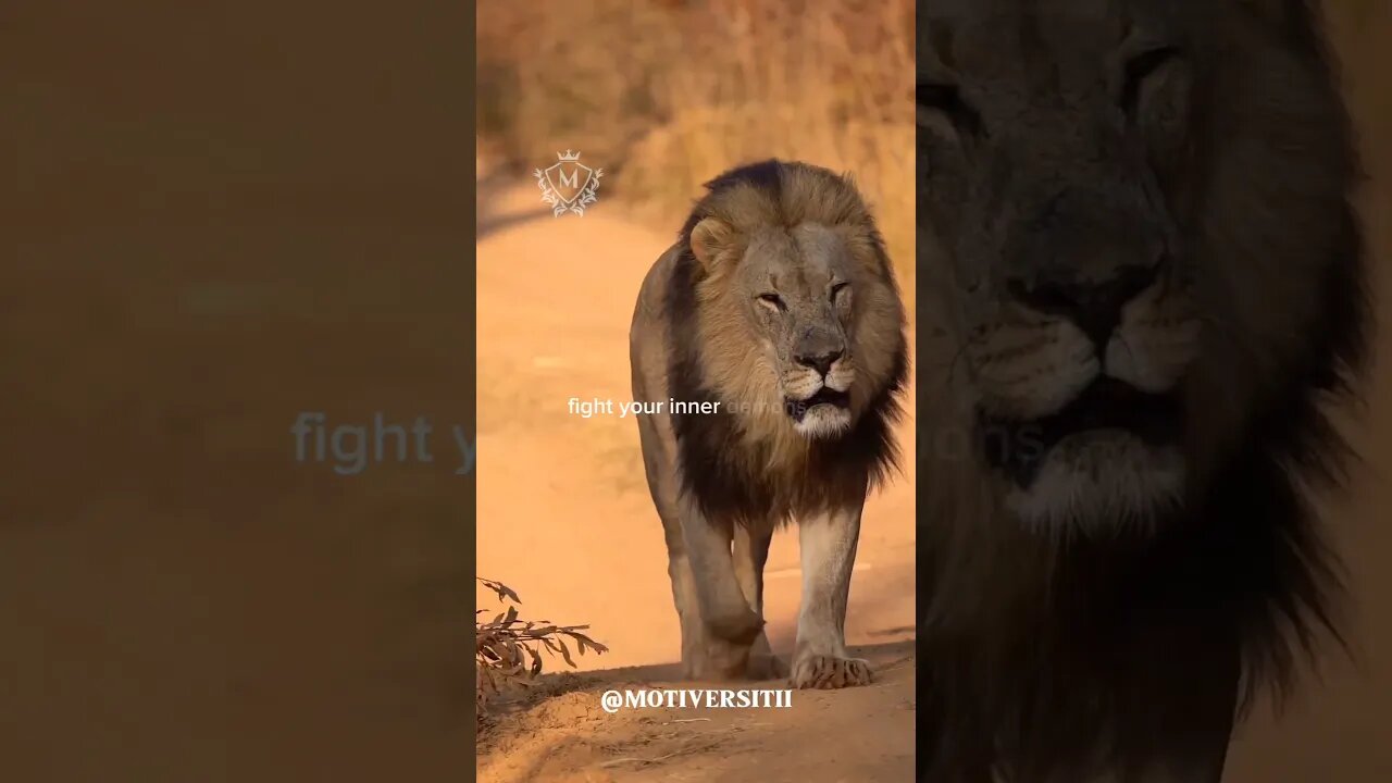 FACE THOSE TOUGH ROADS #shortfeed #shortvideo #motivation #wealth #tough #reels #youtube #lion