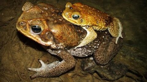 Cane Toads