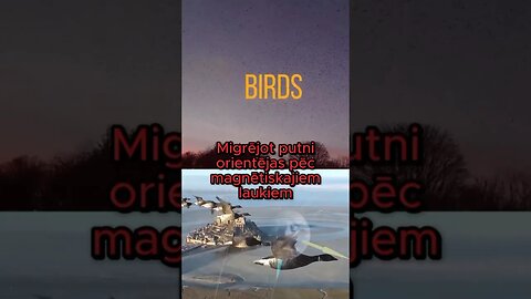 Kādi ir ģeomagnētisko traucējumu cēloņi⁉️ 🤔 Uzzini forumā "Globālā krīze. Izeja ir".