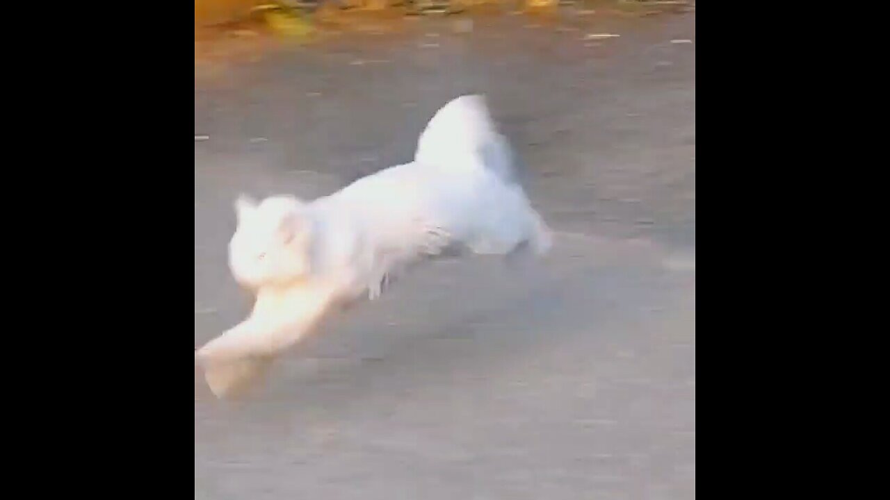 Running Cat