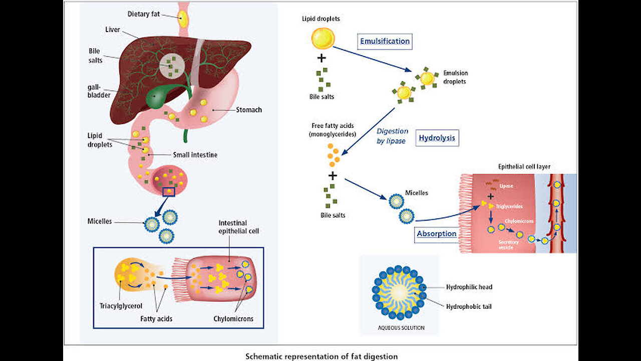 Bile and emulsification