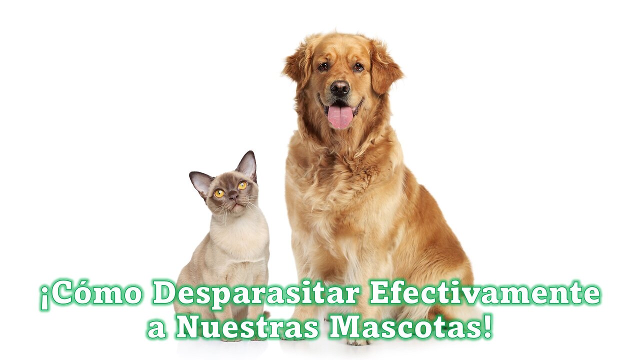 ¡Cómo Desparasitar Efectivamente a Nuestras Mascotas!