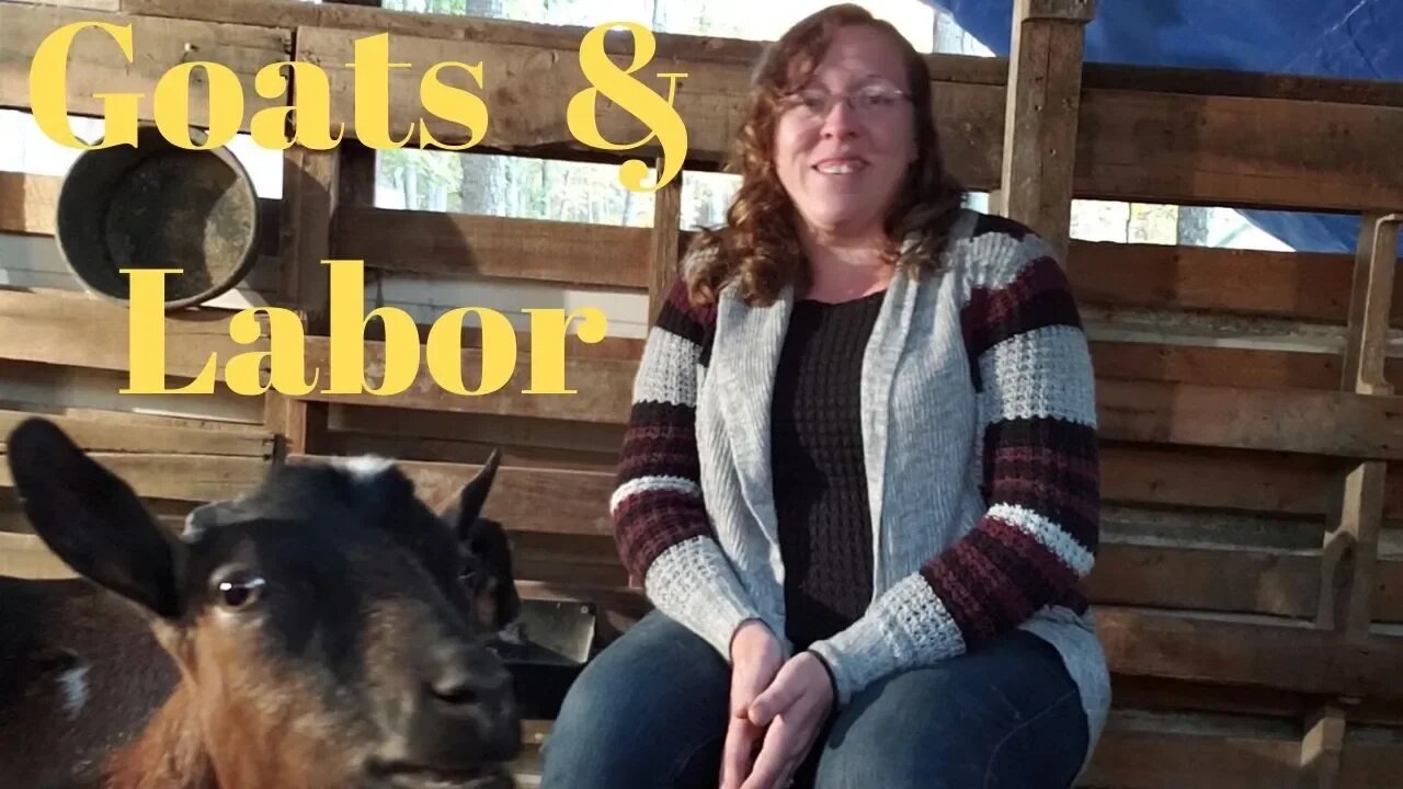 5 Signs of Goat Labor