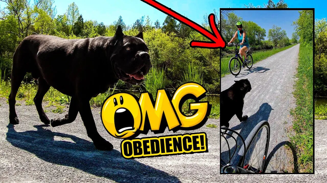 Cane Corso ADVANCED HEALING Obedience