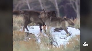 Senators urge emergency protections for wolves in US West