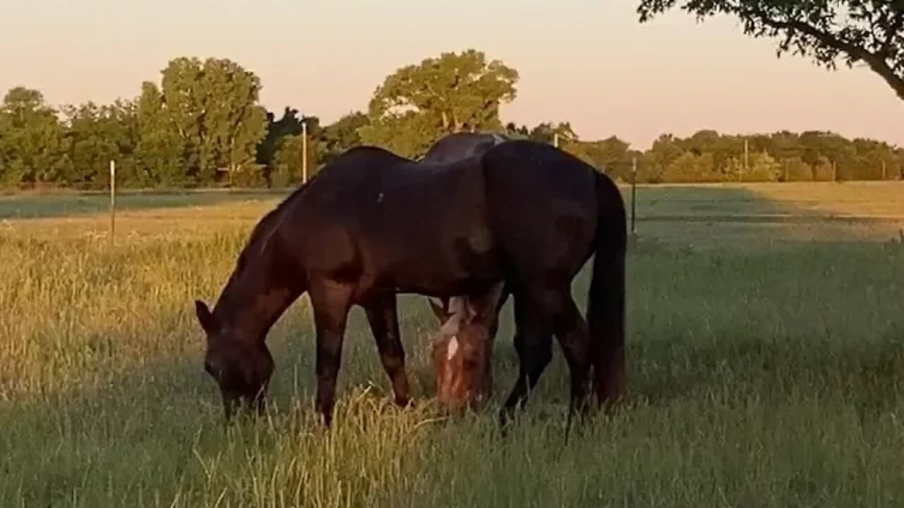 Day After Horses Got Their Teeth Floated (filed down) - Side Story On ATT & UPS