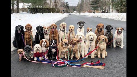 The World's Biggest Dogs