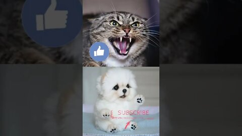 Angry Cat VS Cute Puppy😁 Funny Moment 😭 #shorts3