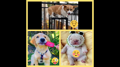 Baby Dogs 🔴 Cute and Funny Dog Videos Compilation Minutes of Funny Puppy Videos 2021