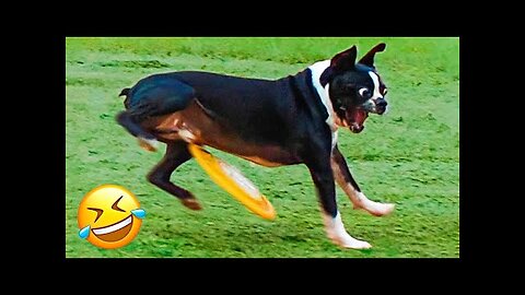 Best Funniest Cats 😸 and Cute Dogs 🐶 Funny Animal Videos 2023 🤣