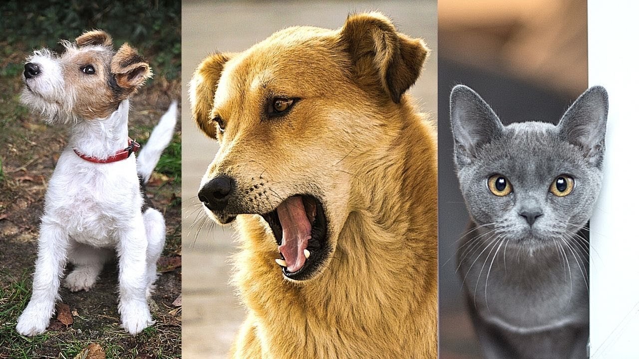 😂 🐱 🐶 🤣 Aww Cute Cats and Dogs Compilation, Funny Pets and Animals, 2023 🐱 🐶 😂 Funniest Animals