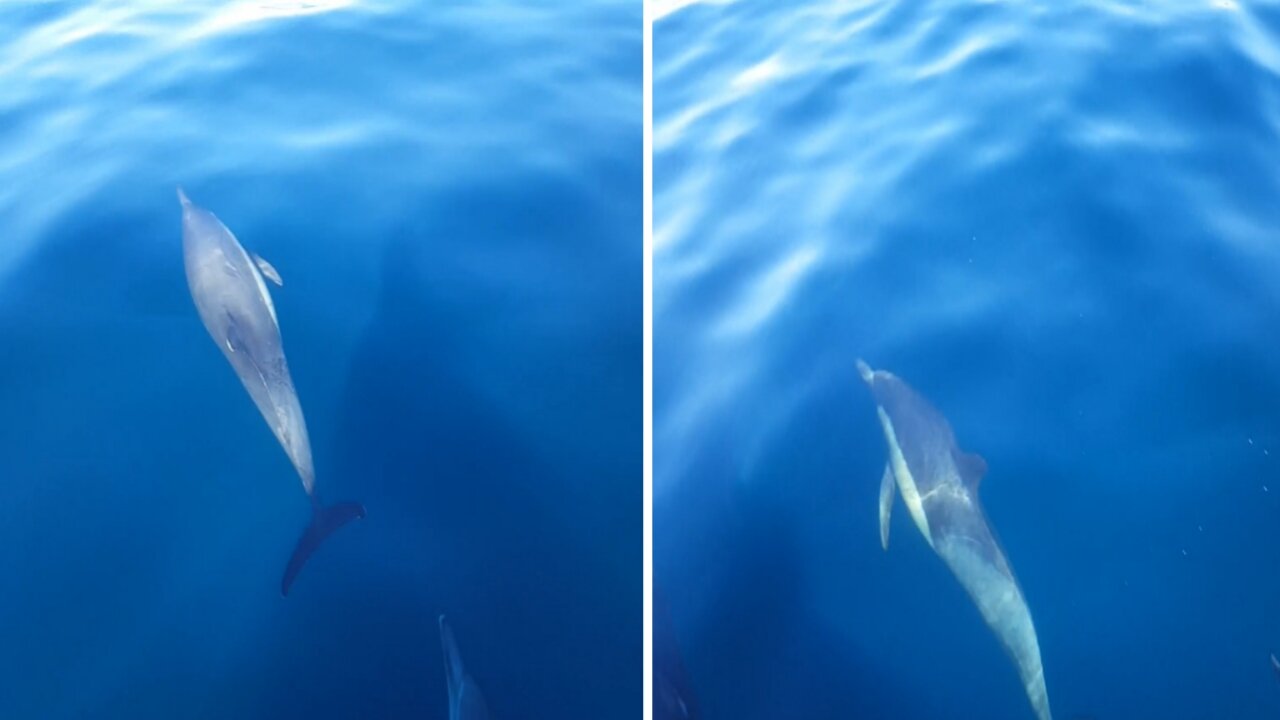 We got on the boat and some dolphins accompanied us