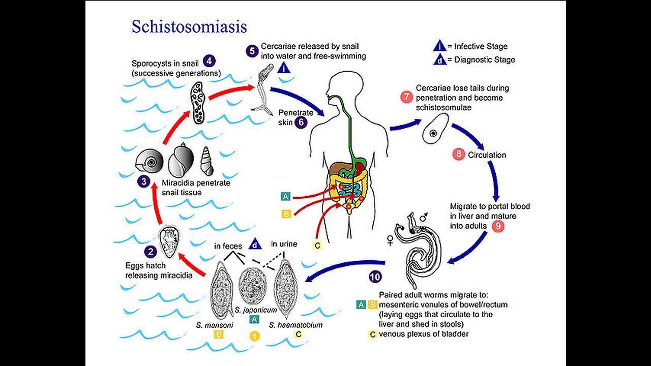 Parasites and the Big C