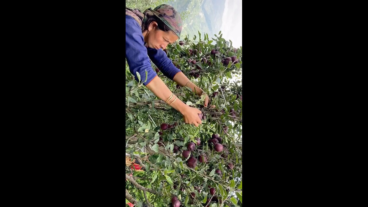 Indian Apples #orchards