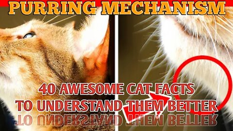 40 AWESOME CAT FACTS TO UNDERSTAND THE BETTER