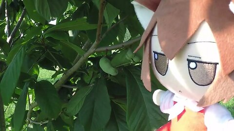 Pawpaw fumo
