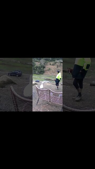 Goose and owner caught in touching moment on security camera