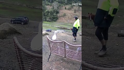 Goose and owner caught in touching moment on security camera