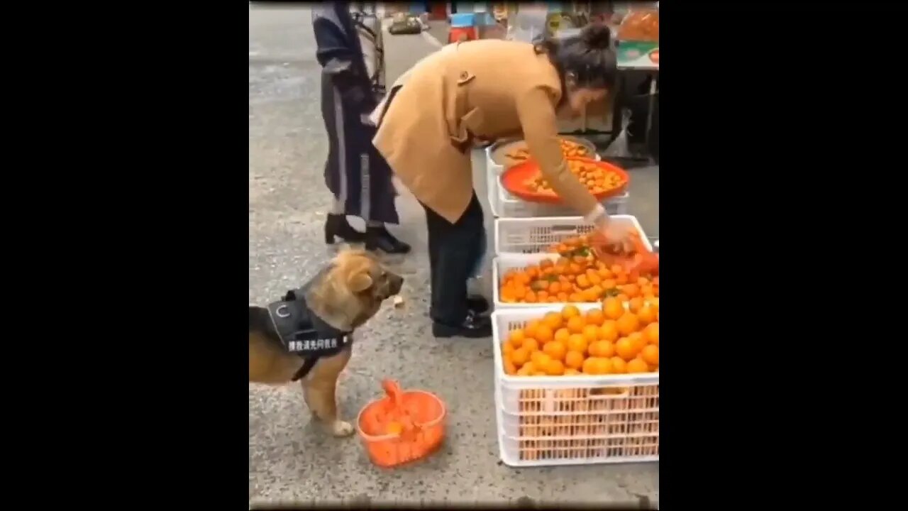 Excuse me...I need some oranges please...thank you. 😇🐶🍊