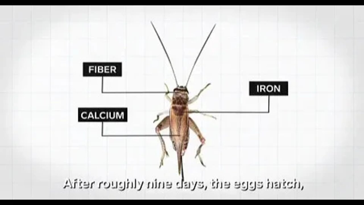 Watch this and you’ll be motivated to fast and eat less. This video shows how parasite-infested