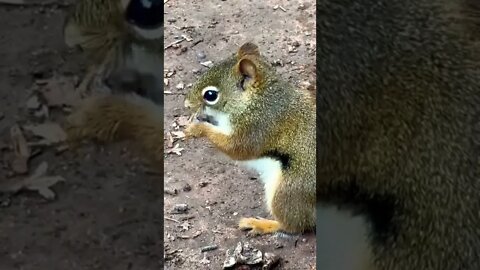 Zoom in on a Squirrel