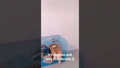 It's the one and only D-O double G #shorts