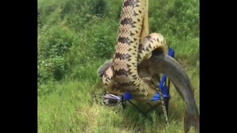 Snakes caught fishing in the lagoon