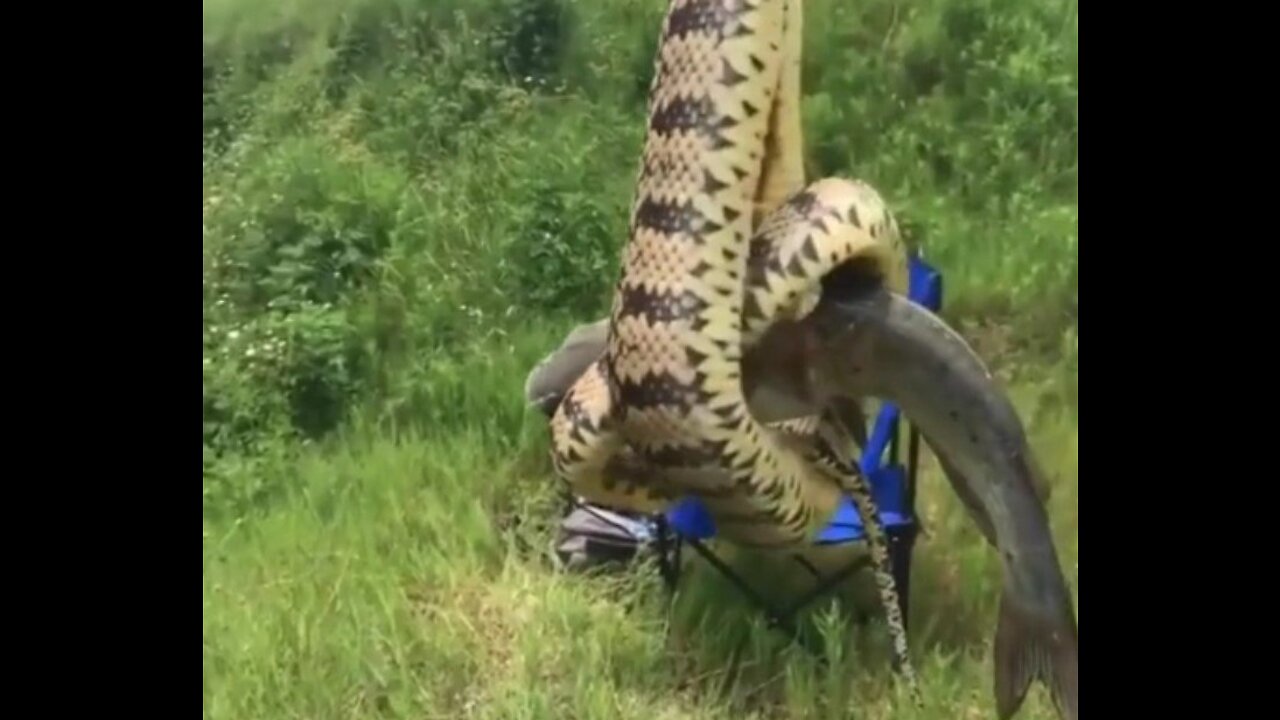 Snakes caught fishing in the lagoon