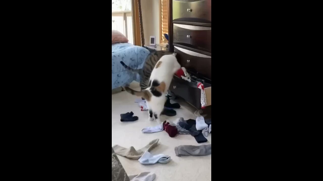 Two funny cats playing clothes/funny cats/funny animals#funnyaniams#lovelyanimals#creaturemovements #TrendingNow, #HotTopic, #LatestBuzz, #ViralAlert, #TrendyTuesday, #HottestInfluence, #TopTrend, #InstaTrend