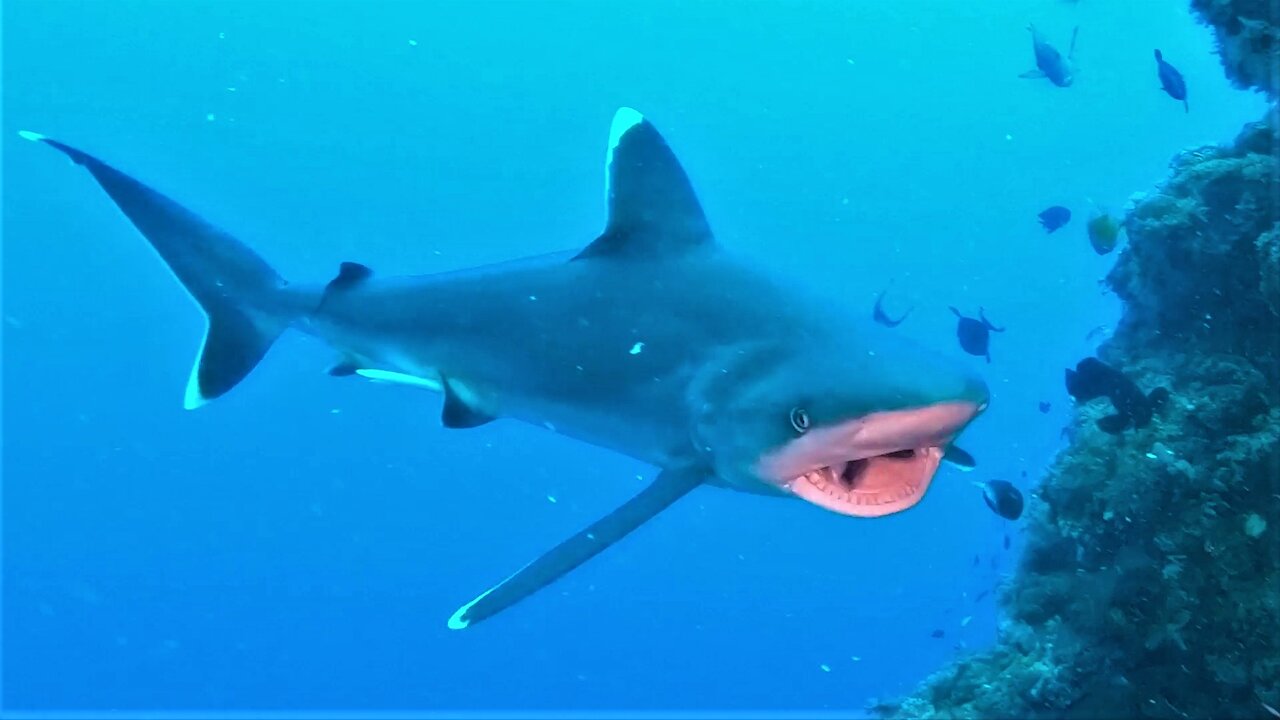 Scuba divers join hungry sharks in a close up feeding frenzy