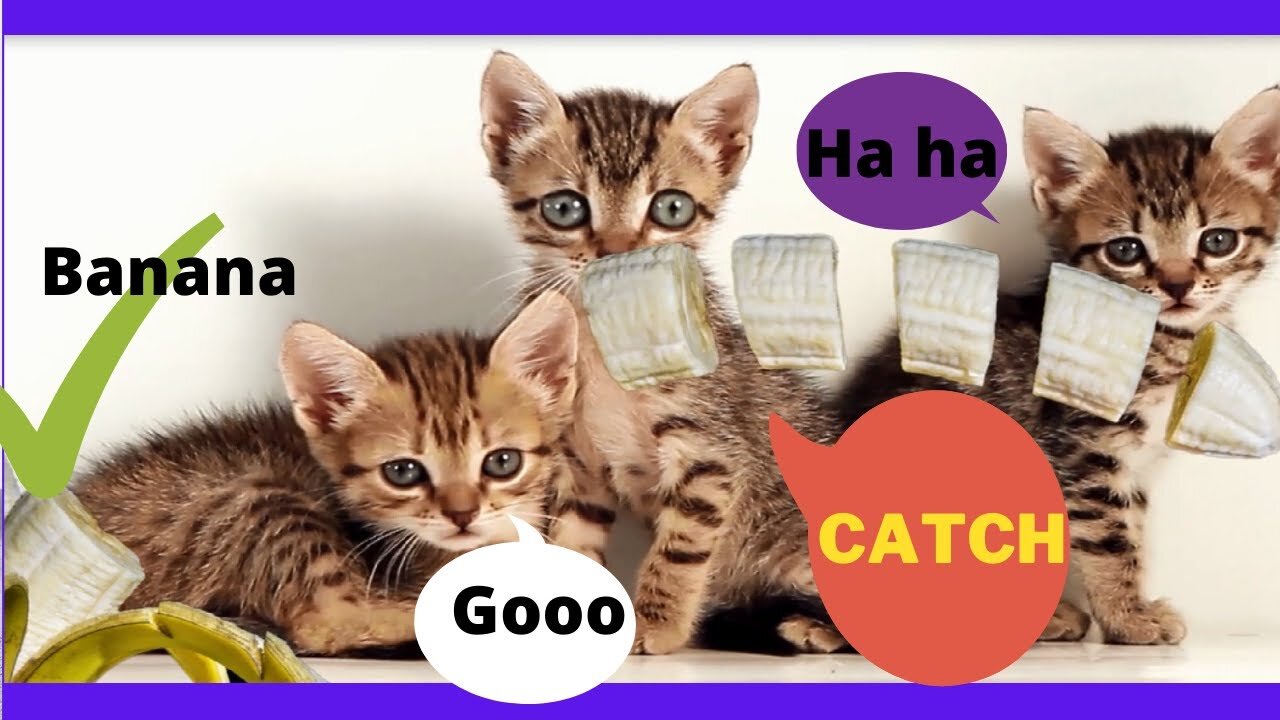 MEOW!!! Sounds That Attract Cats