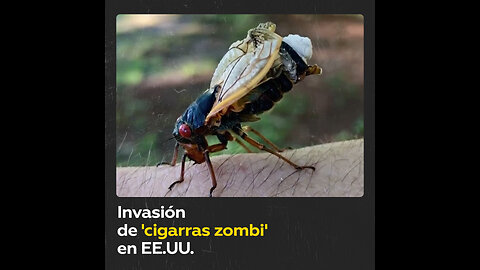‘Cigarras zombis’ hipersexuales emergerán en EE.UU.: ¿Qué son?