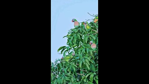 Parrots metting together ❤️❤️