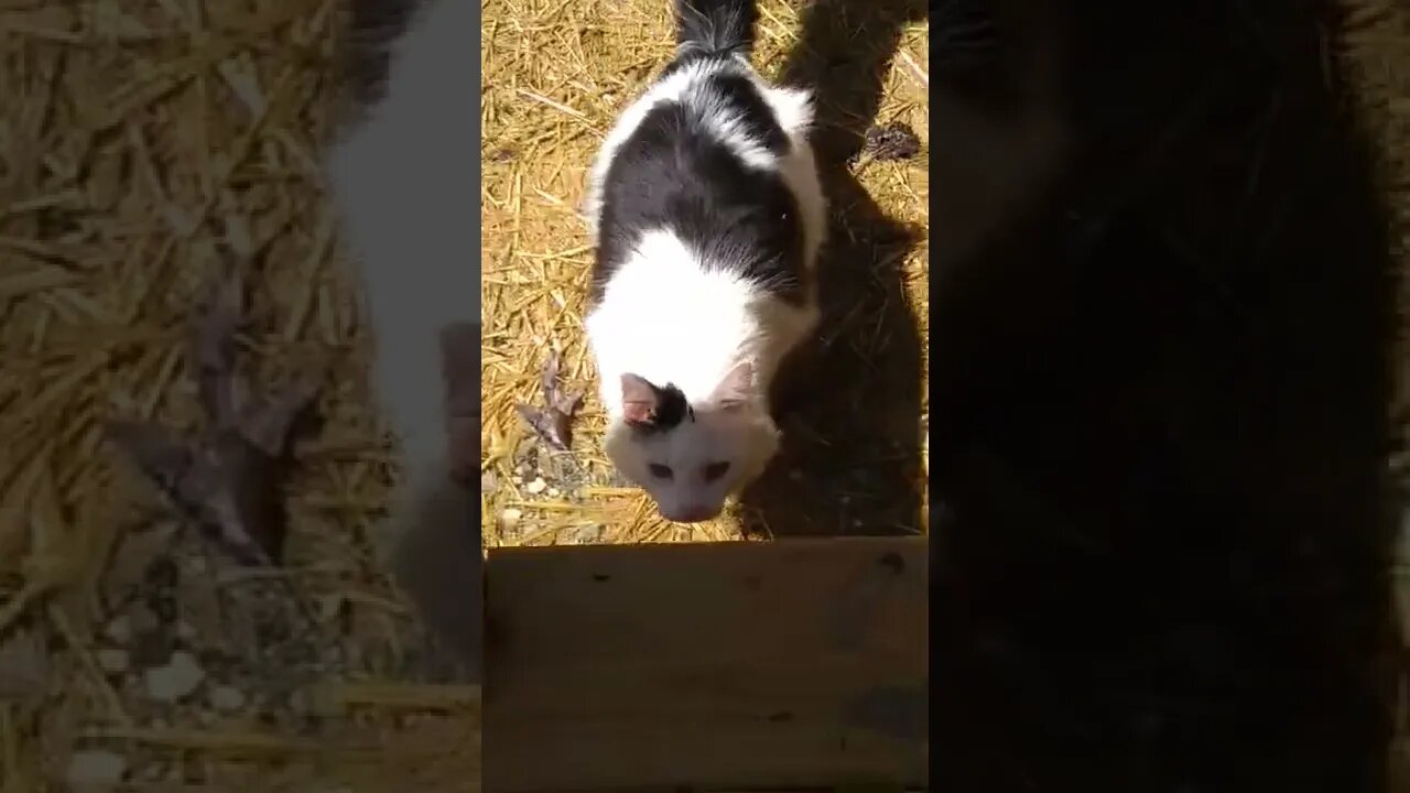 Hemingway Cats herding a wood rat