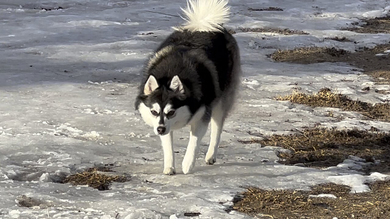 Pomsky pup on ice