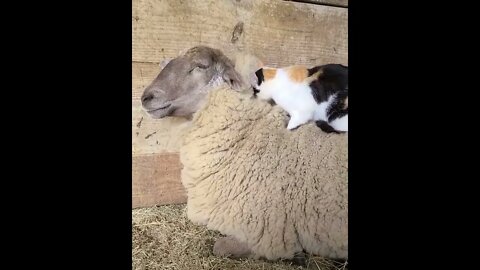 Cat Giving Sheep Massage