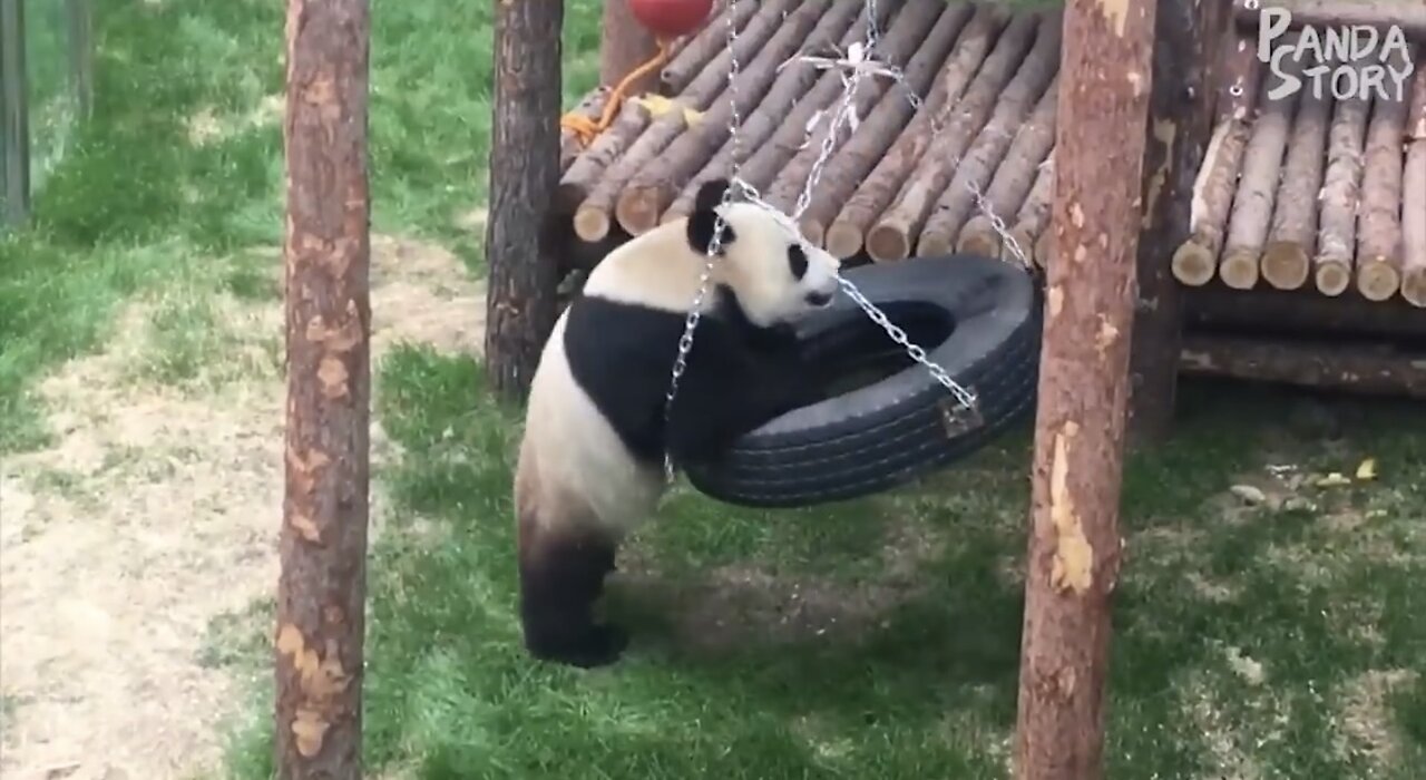 Panda funny video