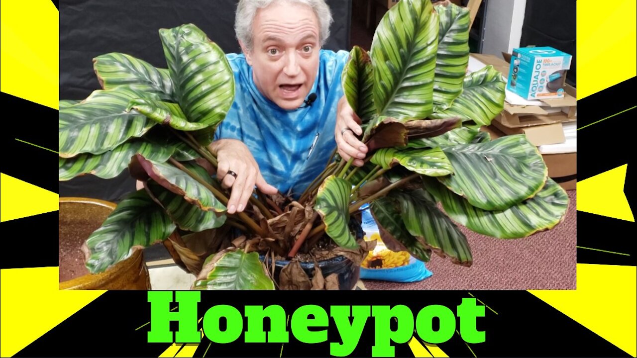 Nurturing Nature: Honeypot